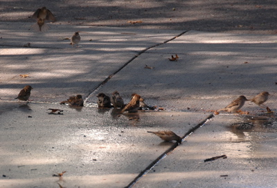 Bird party on September 19th