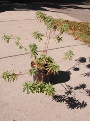 Mystery plant, unadorned
