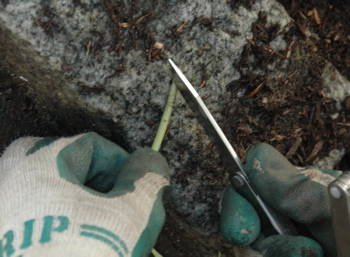 Slice off end of stem