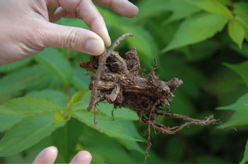 Bleeding heart root