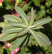Euphorbia Excalibur