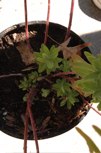 *My* euphorbia, spikes in pot dirt