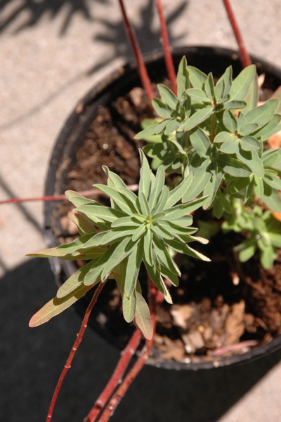 Mystery plant, leaf pattern