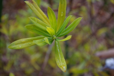 Bud inside leaf cluster