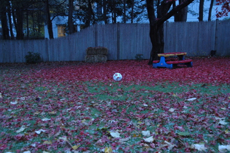 Backyard November 20