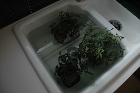 Bonsai in sink on snowy day
