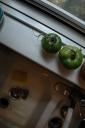 Tomatoes on window sill