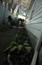 Tending pachysandra, September 2007