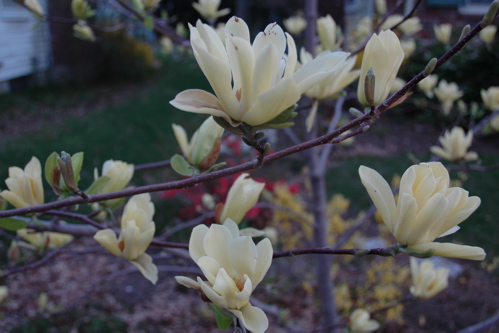 Magnolia branch, April 25, 2008