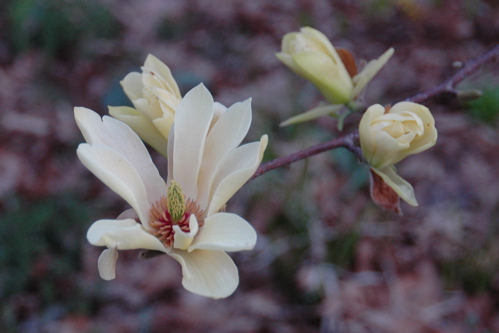 Magnolia buds, April 25, 2008