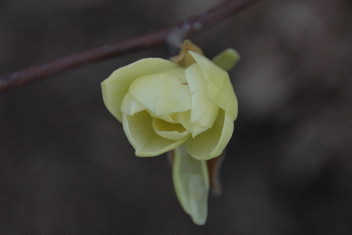 Magnolia bud, April 25, 2008
