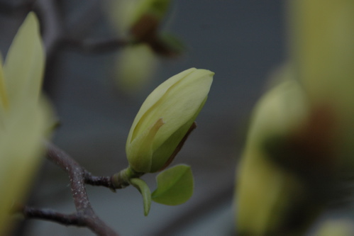 Magnolia closed bud, April 25, 2008