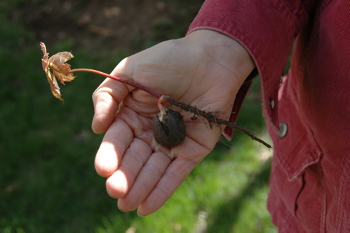 Acorn sapling