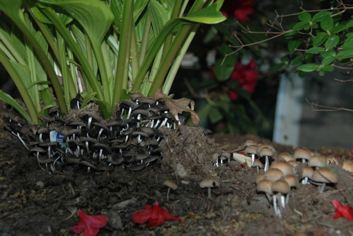 Mushrooms under the hosta, in shade