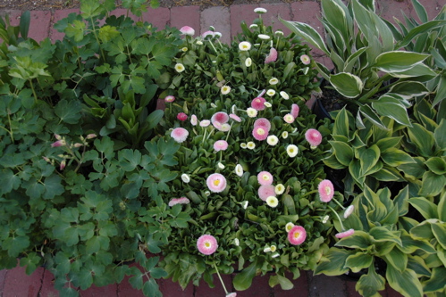 Supermarket Beauties