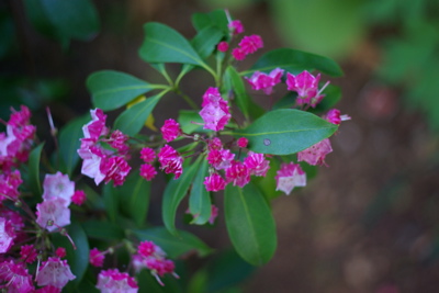 Kalmia, pink
