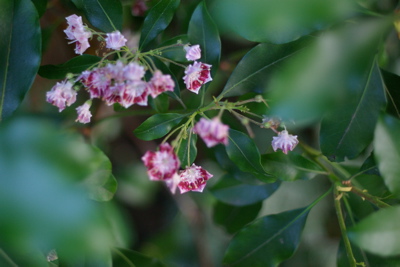 Kalmia, striped