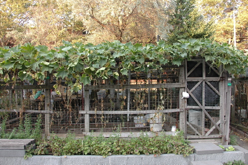 East Berkeley Street farm