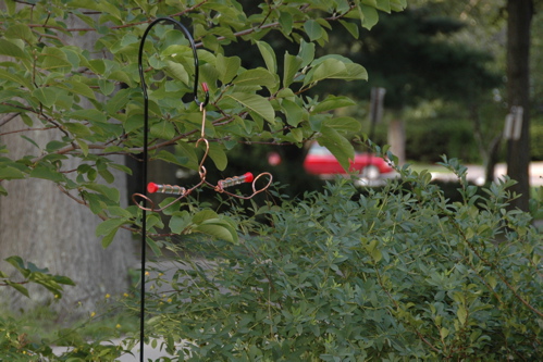 Plenty of vacancy at the Hummingbird Inn