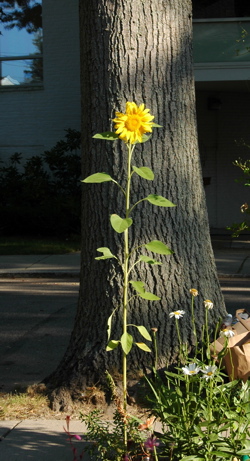 Lone sunflower