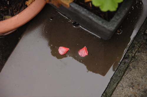 Petals, on steps after rain.