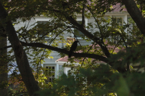 Crow in the red maple tree, October 9, 2008.
