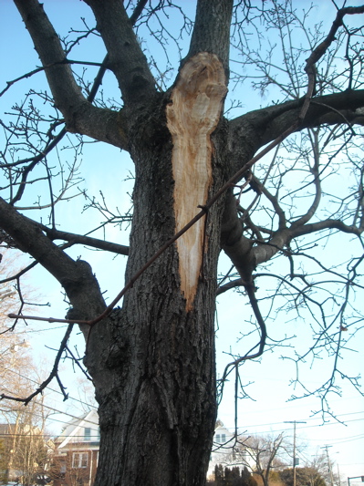 Tree on Independence Drive, 2.11.2009