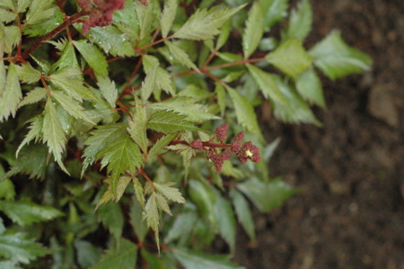 Mite on astilbe plume, 5.29.2009