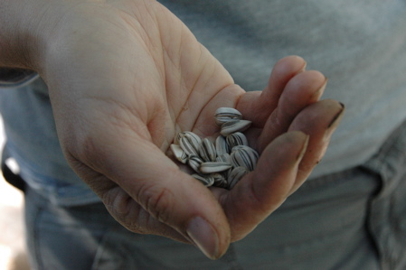 Seeds in hand Seeds in hand