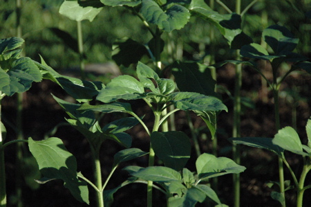 sunflower plants, 6.16.2009 at 6:25pm