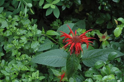 bee balm, 7.1.2009