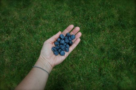 Blueberries in hand