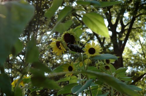 Harvest_ sunflower gymnast Harvest_ sunflower gymnast