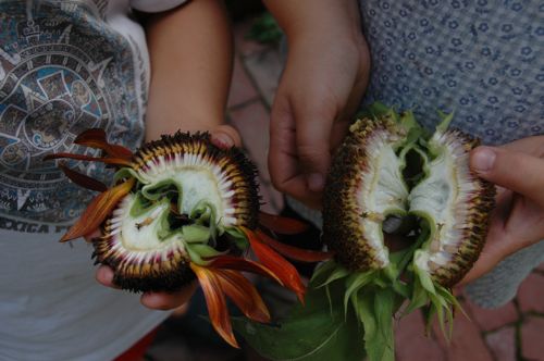 Harvest_heads in hand Harvest_heads in hand