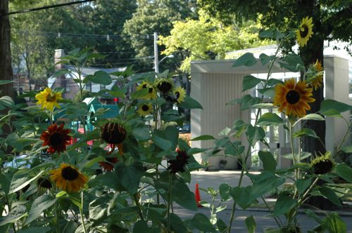 Harvest_profusion2 Harvest_profusion2