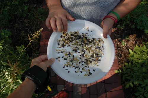 Harvest_seeds on plate