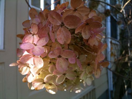 Sunday_Hydrangea