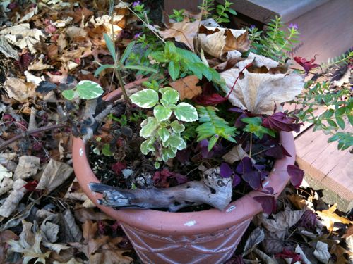 Sunday_PottedAnnuals