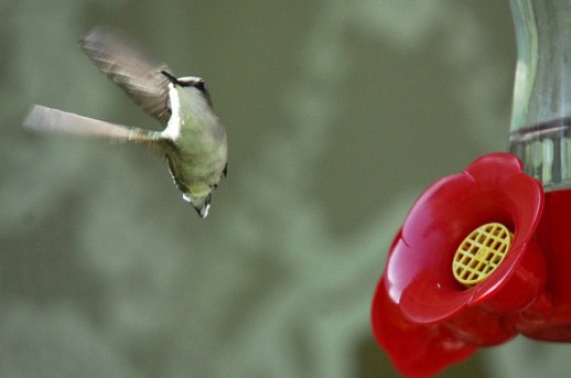 2483989061_536ffa3d77_z