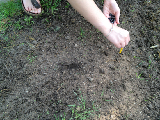 Lydia plants her batch