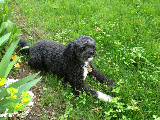 Winston, good company for gardeners