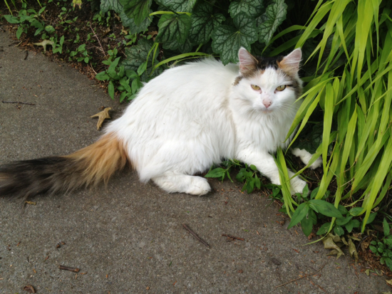 wild thing, you make me stalk you (june 2013)