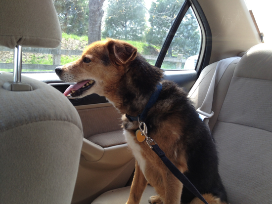 this is not my beautiful dog (april 2013)