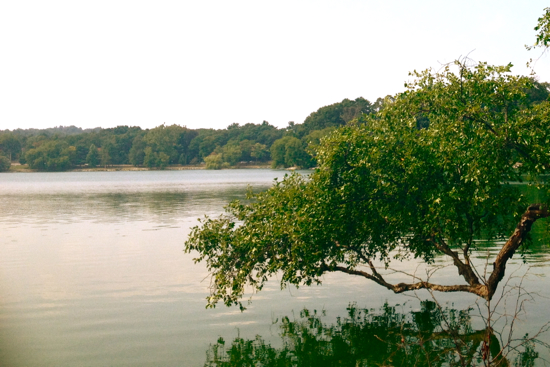 tree branch, Jamaica Pond, August 27 2013, photo by Lydia and editing by Grace