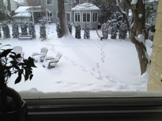 looking out kitchen window, january 3, 2014